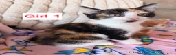 British Shorthair cats for sale: Mixed litter kittens - Advert 9