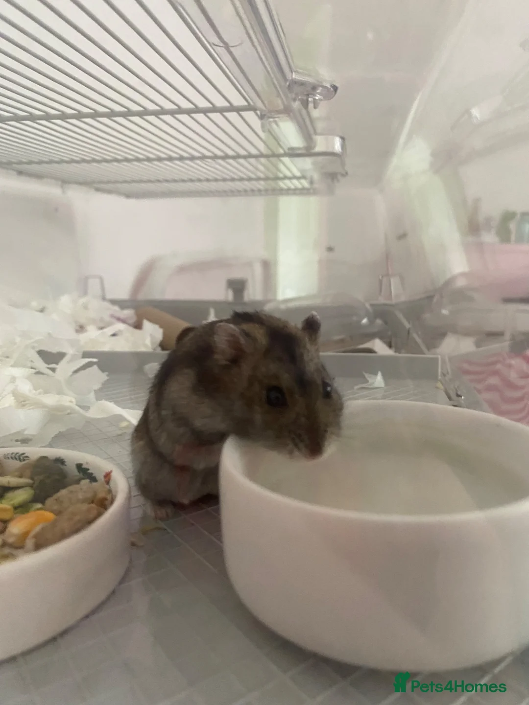 Hamster rodents for sale: dwarf hamster-needs rehoming  in Coventry - Advert 2