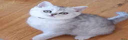 British Shorthair cats for sale: ✨British Shorthair Silver‑Shaded Chinchilla Kitten - Advert 9