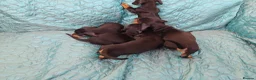 Dachshund dogs for sale: 1 Downs Hoppit,Hamlet Hill,Roydon, Cm195jy  in Harlow - Advert 5