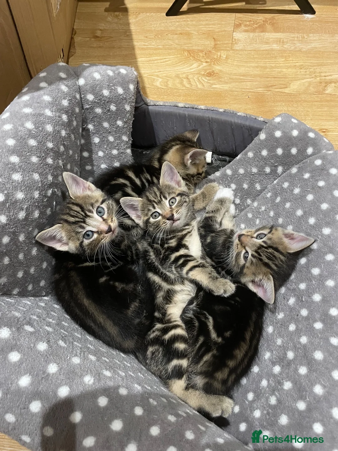 Domestic Shorthair cats for sale: 4 Shorthair kittens - Advert 2