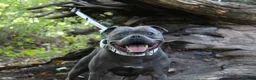 Staffordshire Bull Terrier dogs for sale: SOLID BLUE TEDDY BEARS STAFFS 🧸  - Advert 5