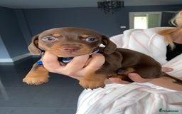 Dachshund dogs for sale: 2 beautiful boys left! - Image 6