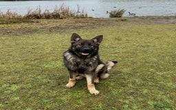 German Shepherd dogs for sale: German Shepherd's from DDR and Czech bloodlines.  - Image 3