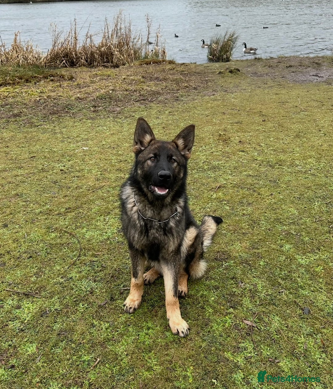 German Shepherd dogs for sale: German Shepherd's from DDR and Czech bloodlines.  - Image 3