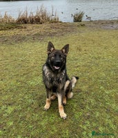 German Shepherd dogs - Advert 9