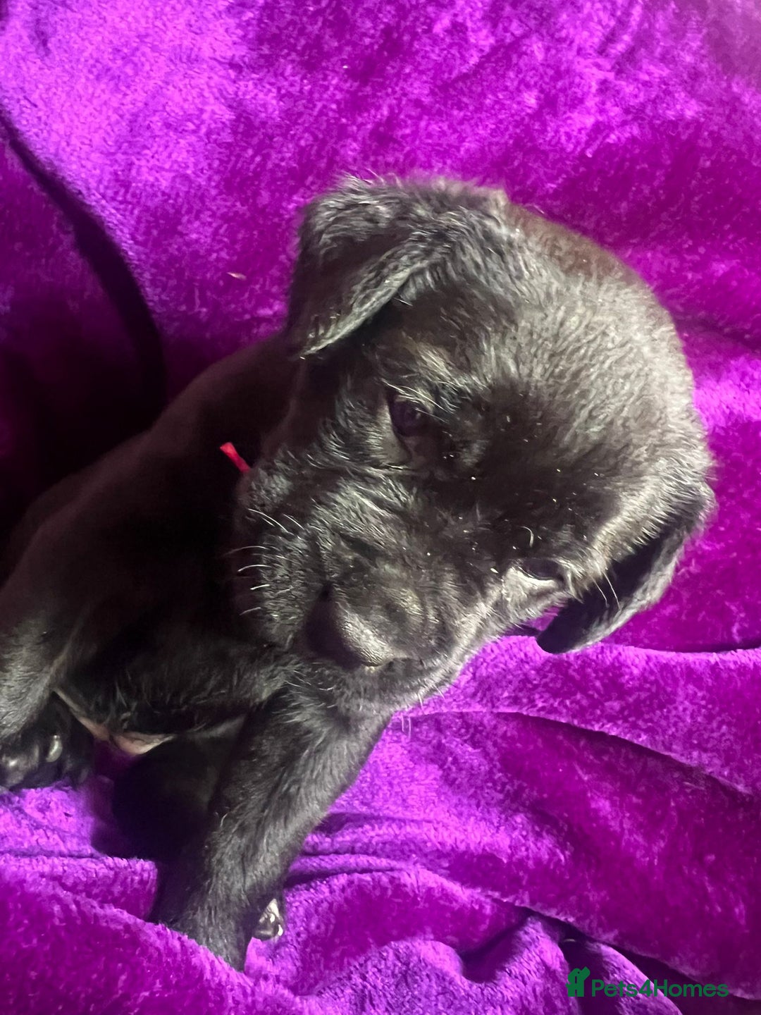 Mixed Breed dogs for sale: Cane Corso × Rottweiler/Bordeaux Puppies All Girls - Image 16