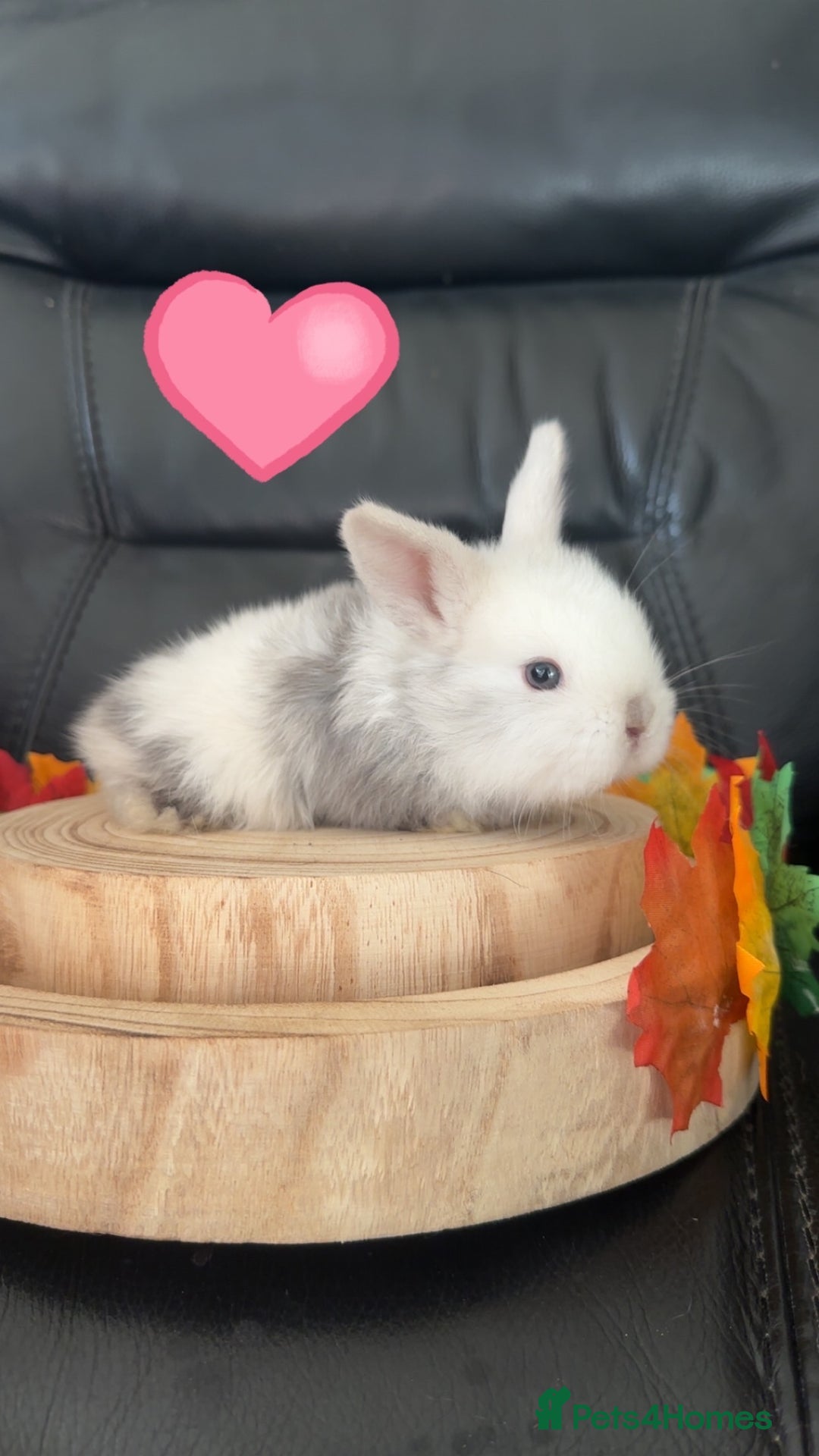 Mini Lop rabbits for sale: Mini lop lion heads  - Advert 4