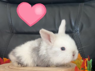 Mini Lop rabbits Mini lop lion heads - Advert 15