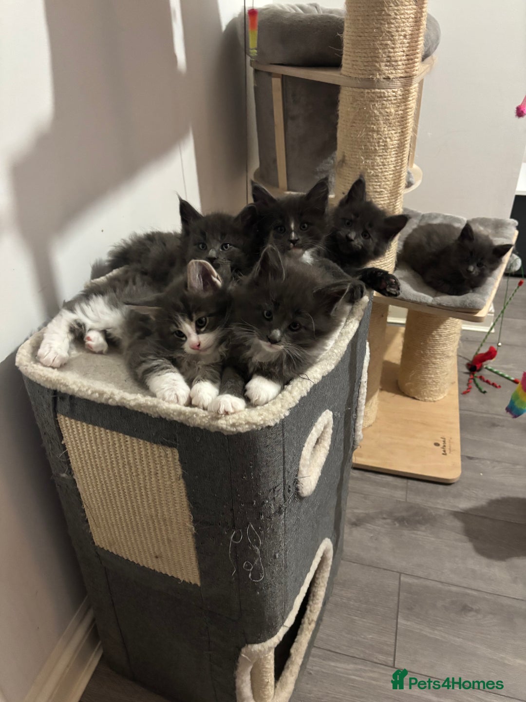 Maine Coon cats for sale: Last litter registered Maine coon kittens  - Advert 3