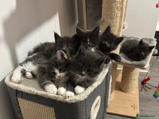 Maine Coon cats - Advert 2