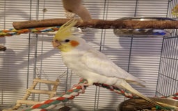 Cockatiels birds for sale: Beautiful 5 old Month Lutino Cockatiel  - Image 6