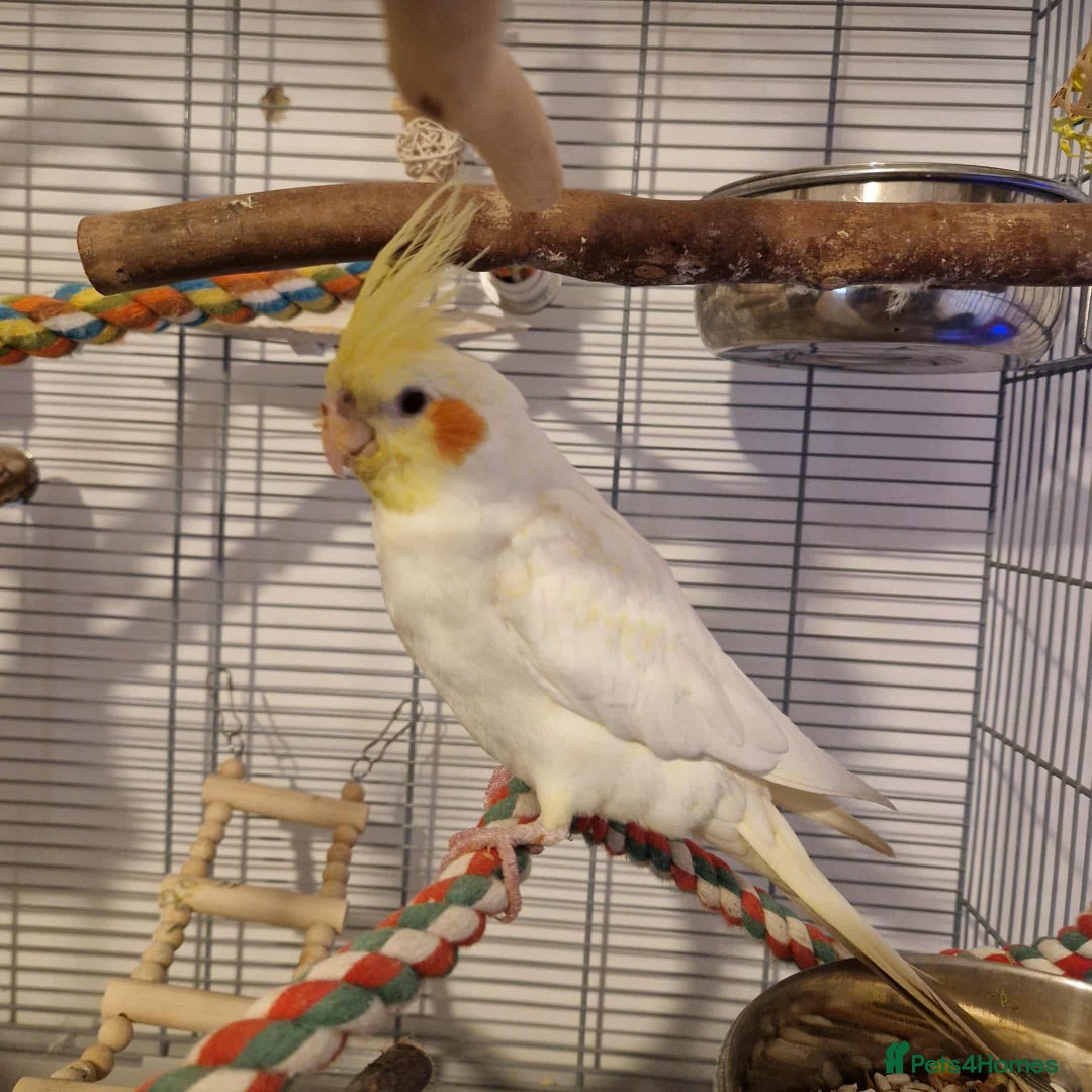 Cockatiels birds for sale: Beautiful 5 old Month Lutino Cockatiel  - Image 6