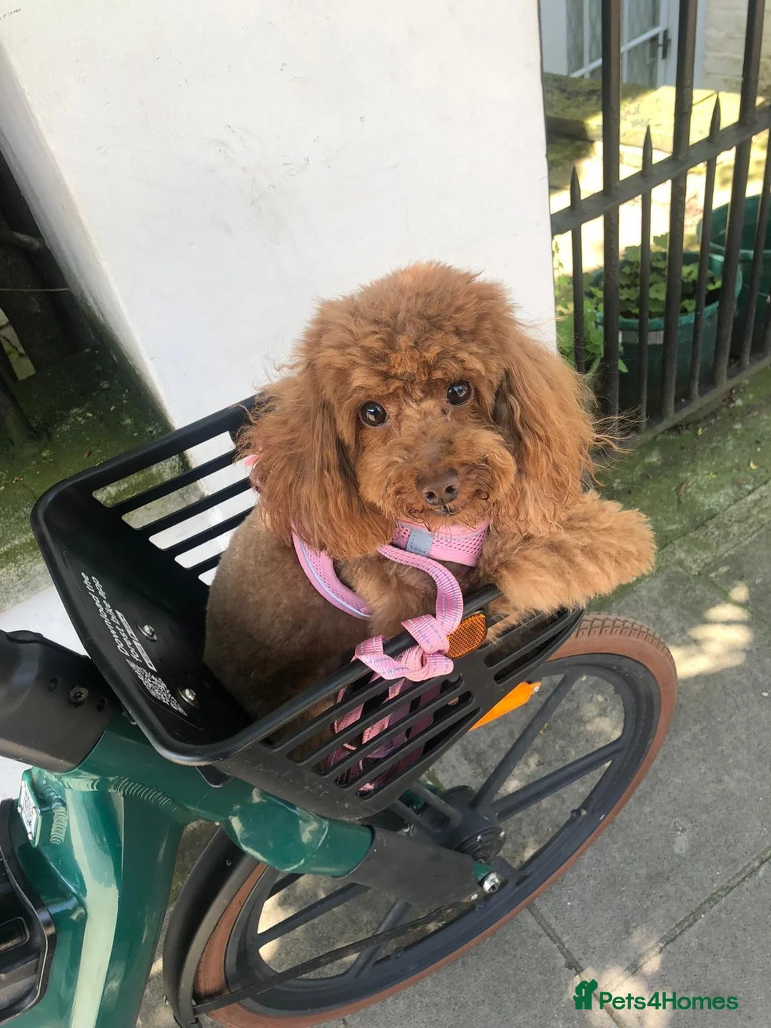 Toy Poodle dogs for sale: Beautiful Red Toy Poodle Girl in London - Advert 1
