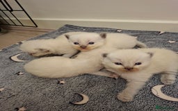 Ragdoll cats for sale: Stunning Ragdoll kittens  - Image 4