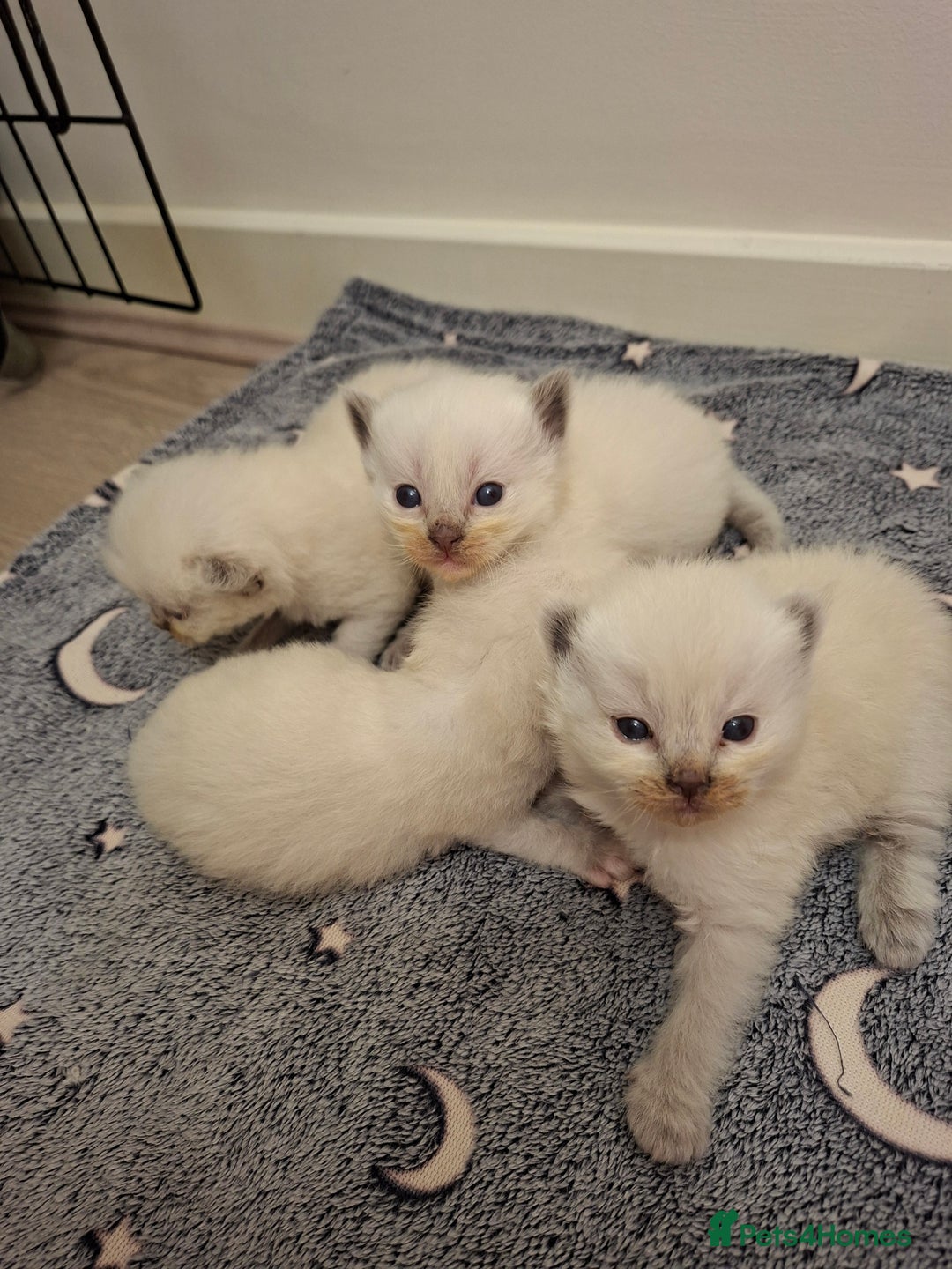 Ragdoll cats for sale: Stunning Ragdoll kittens  - Image 4
