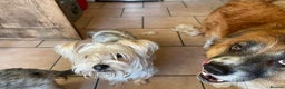 Yorkshire Terrier dogs for adoption: Posie. Hingham Norfolk  - Advert 8