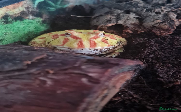 Frog reptiles - Advert 1