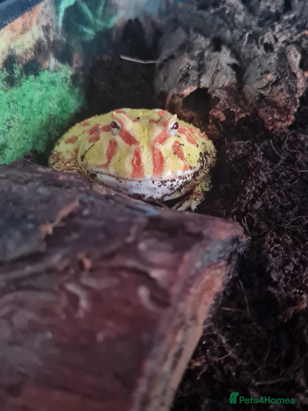 Frog reptiles for sale: Pacman frog + full set up - Image 1