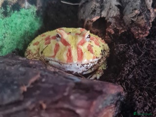 Frog reptiles - Advert 1