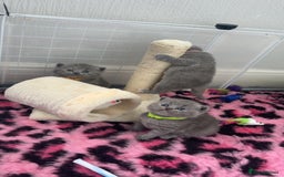 British Shorthair cats for sale: Britishshorthair kittens  - Advert 5