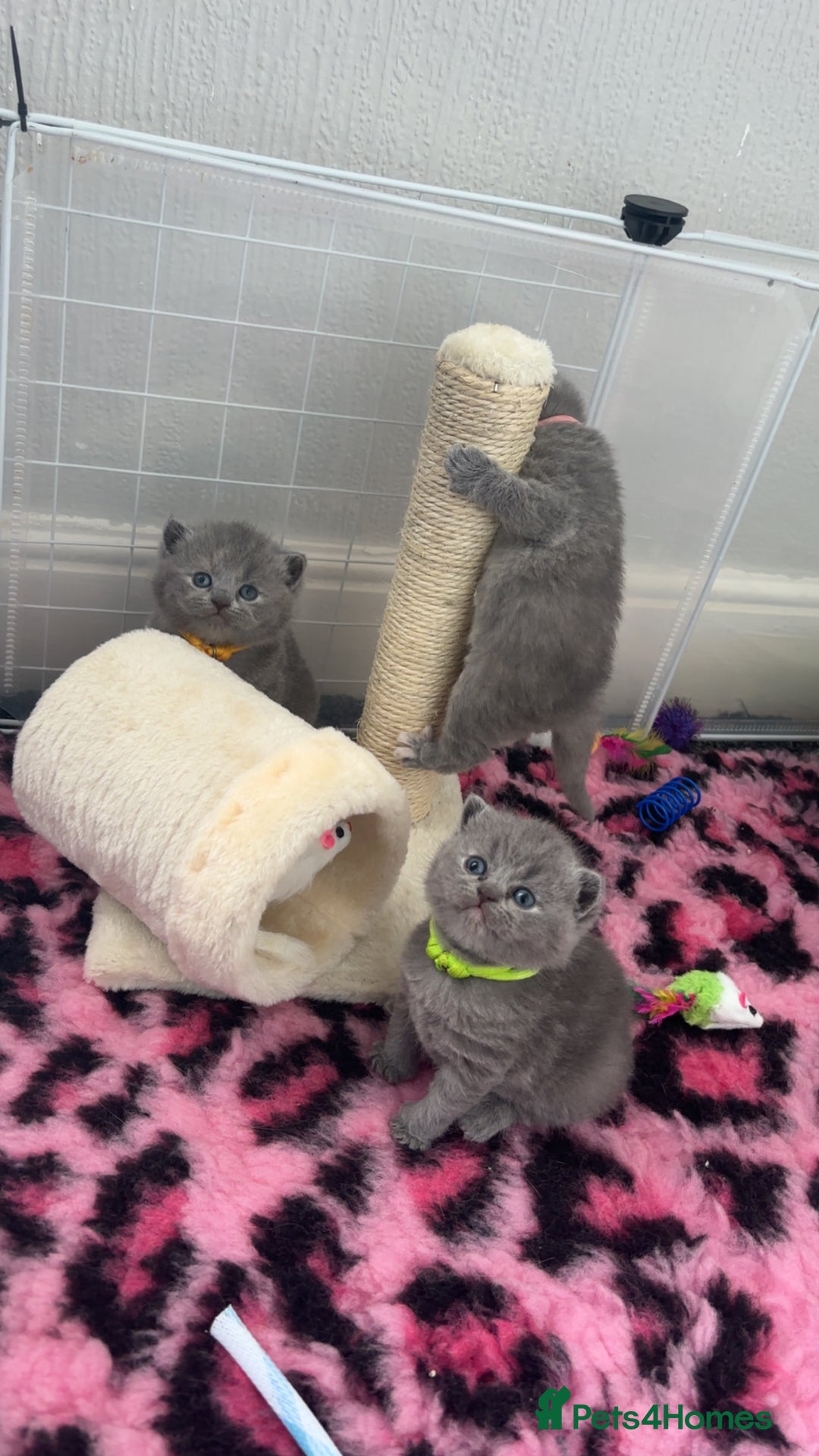 British Shorthair cats for sale: Britishshorthair kittens  - Advert 5
