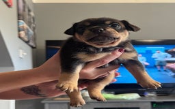 Mixed Breed dogs for sale: French Bulldog/Manchester Terrier hybrid. - Image 11