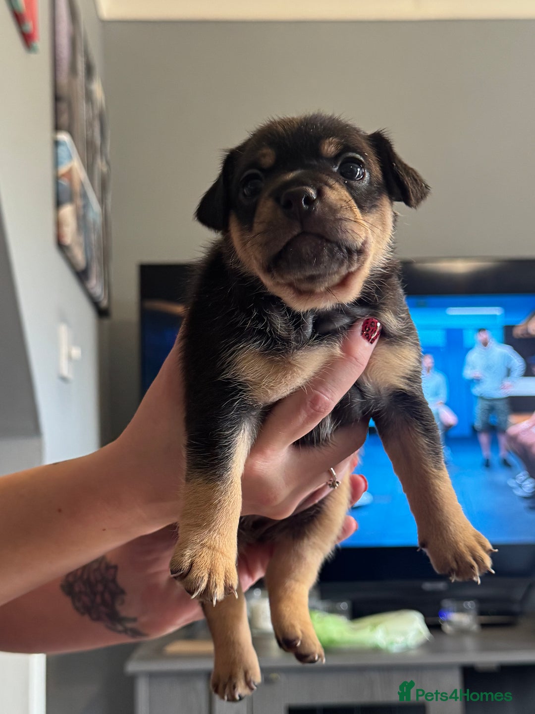 Mixed Breed dogs for sale: French Bulldog/Manchester Terrier hybrid. - Image 11