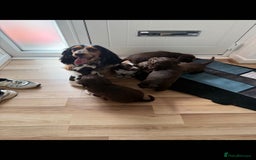 Cocker Spaniel dogs for sale: Show-Type Cocker Spaniels - Image 1