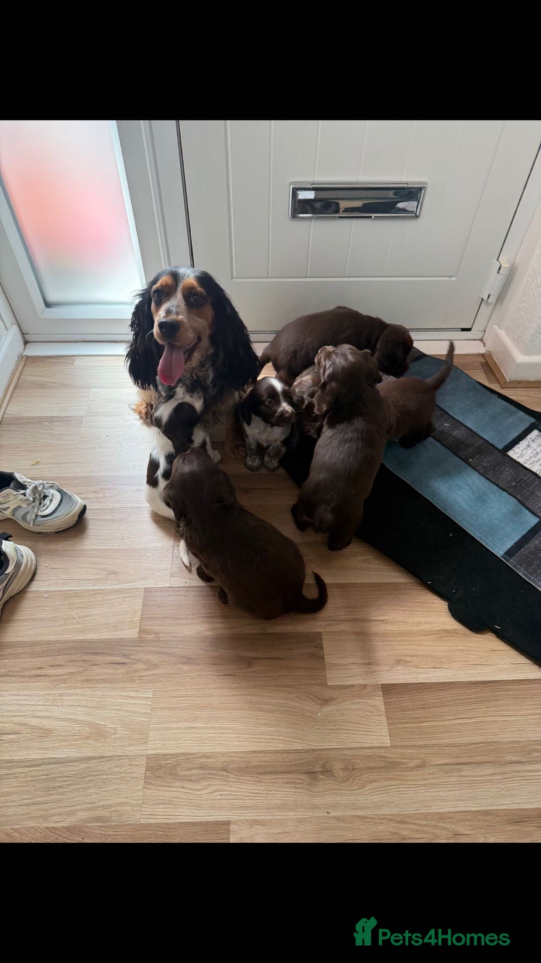 Cocker Spaniel dogs for sale: Show-Type Cocker Spaniels - Image 1