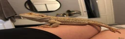 Bearded Dragon reptiles for sale: 2 year old Bearded Dragon for sale in Cannock - Advert 3