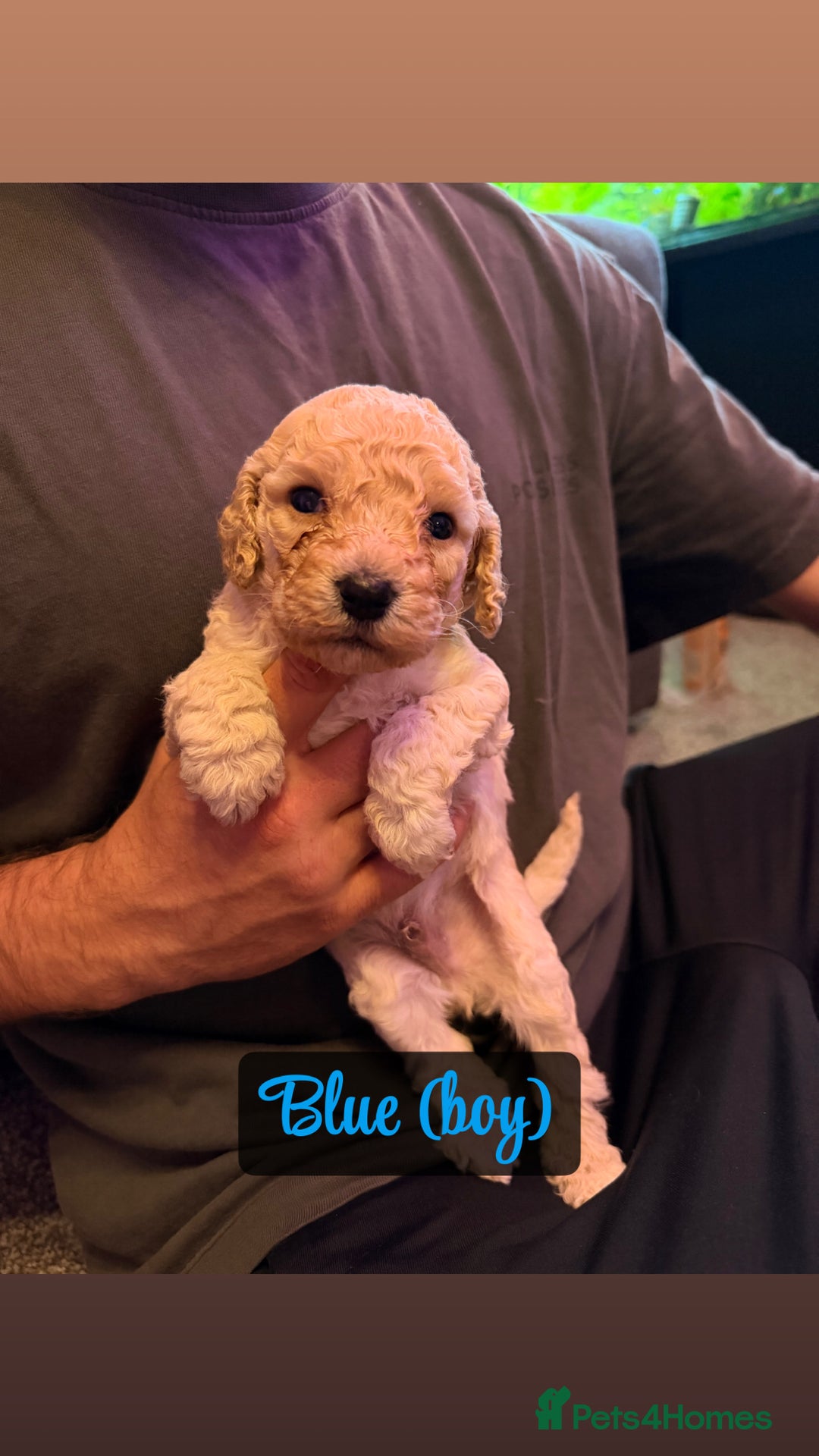 Cockapoo dogs for sale: F2 Toy cockapoo - Advert 14