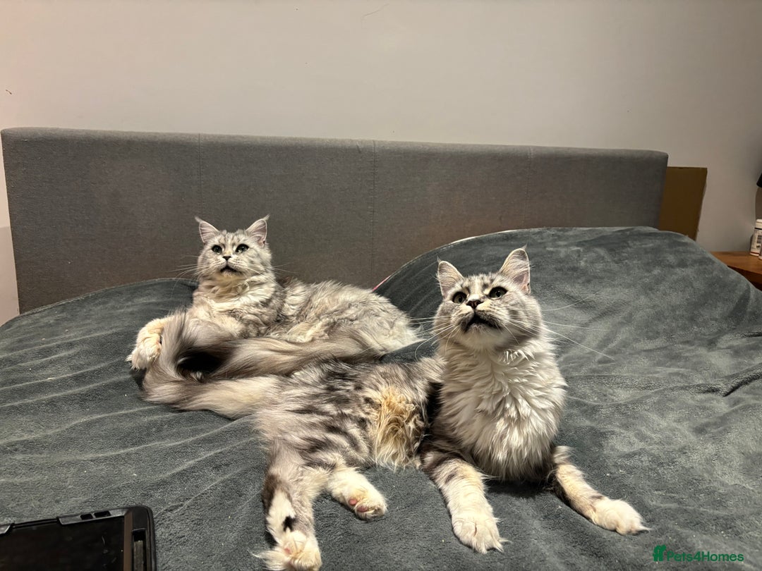 Maine Coon cats for sale: Attention Please ‼️ - Advert 12