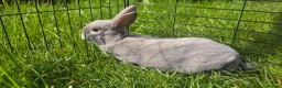 Rex rabbits for sale: Various mini rexes for sale - Advert 8