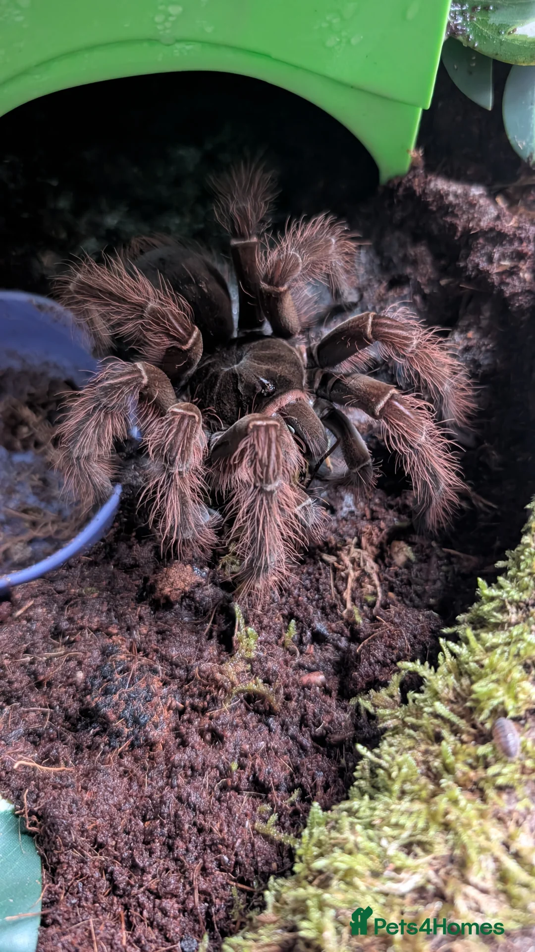 Tarantulas invertebrates for sale: Theraposa Blondi (Goliath bird eater tarantula) - Advert 3
