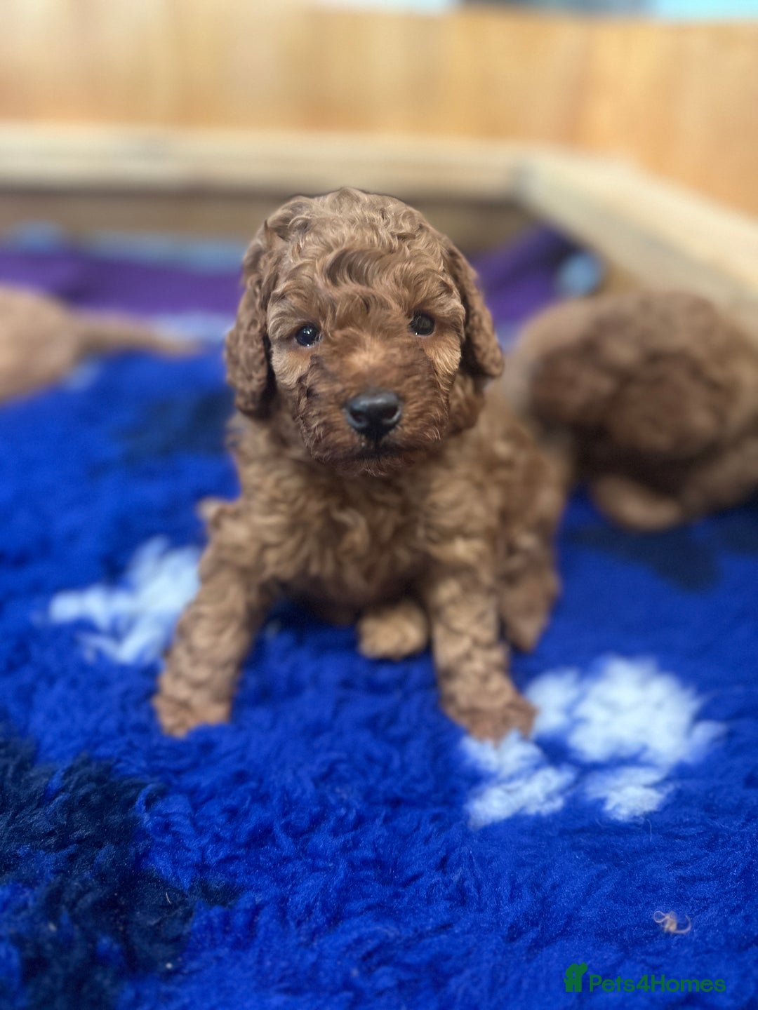 Miniature Poodle dogs for sale: Adorable Miniature Red Poodle Puppies - Image 11