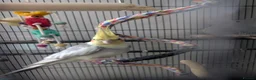 Cockatiels birds for sale: Cockatiel and cage for sale due to owners health  in Coventry - Advert 6