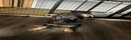 German Shepherd dogs for sale: German shepherd female  - Advert 7