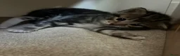 Domestic Shorthair cats for sale: Pretty nice kittens to rehome  - Advert 8