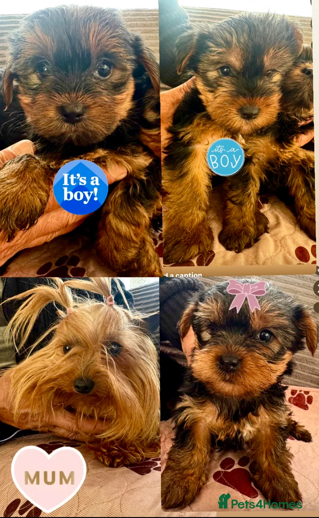Yorkshire Terrier dogs for sale: Yorkshire terrier  puppies 9 weeks  - Advert 1