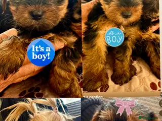 Yorkshire Terrier dogs Yorkshire terrier puppies 9 weeks - Advert 11