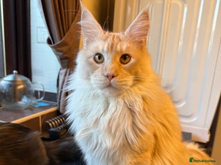 Maine Coon cats Large Maine Coons GCCF - Advert 15