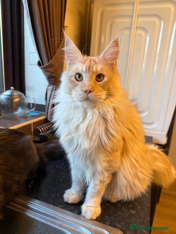 Maine Coon cats Large Maine Coons GCCF - Advert 15