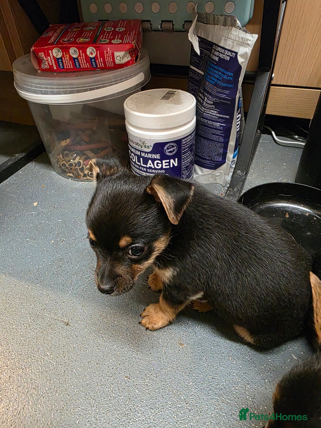 Mixed Breed dogs for sale: 3 chorkie boys left for sale - Image 10