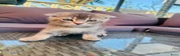 Scottish Fold cats for sale: ✨ Kittens Looking for Forever Homes ✨ - Advert 9