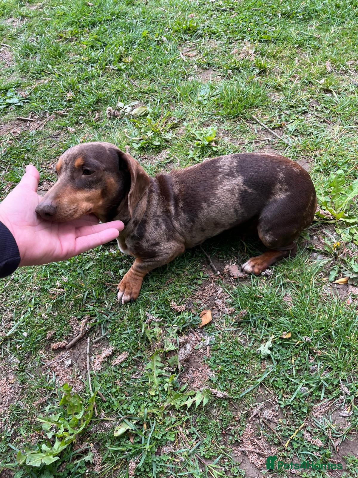 Miniature Dachshund dogs Miniature dachshund (Girl) - Advert 2
