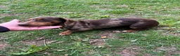 Miniature Dachshund dogs for sale: Miniature dachshund (Girl) - Advert 1