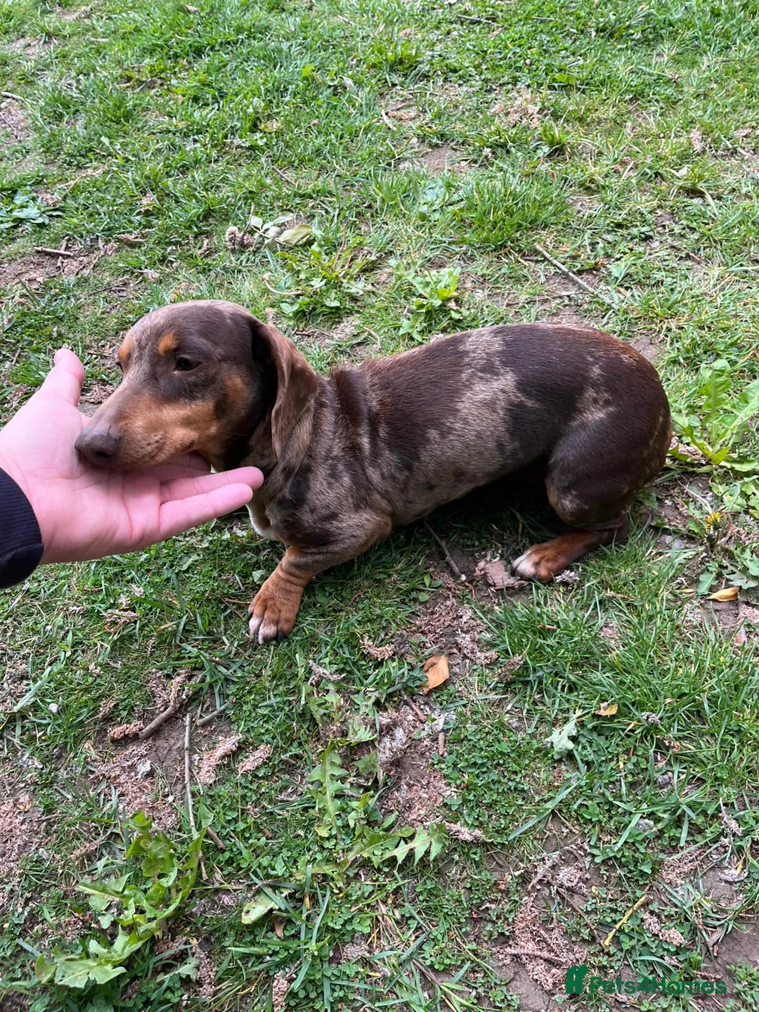 Miniature Dachshund dogs for sale: Miniature dachshund (Girl) - Advert 1