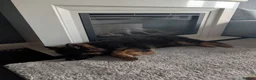 German Shepherd dogs for sale: German Shepherd, 10 Months – Loving Home Needed - Advert 3