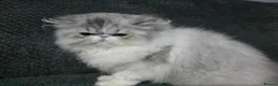 Persian cats for sale: Cute Silver Tabby PERSIAN Kitten for Sale | Loving - Advert 8
